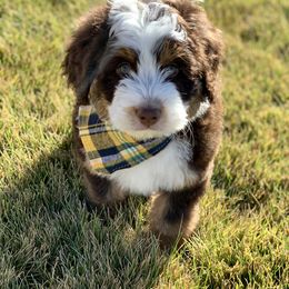 Bernedoodle and Goldendoodle Puppies from It’s A Puppy Thing