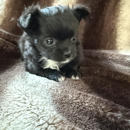 Winnie - Black and white female Chihuahua puppy in Oklahoma City, Oklahoma from Savvy Chihuahuas of Oklahoma
