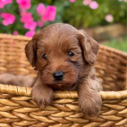 Bullseye - Red  male Goldendoodle puppy in Wharton, Texas from Little Fur Friends