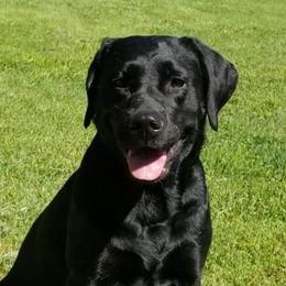 Charity/Cha-Cha - Labrador Retriever