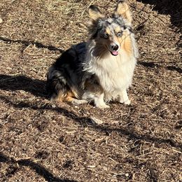 American Corgi, Pembroke Welsh Corgi, and Toy Australian Shepherd Puppies from King of Hearts Corgis