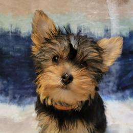 Orange collar boy - Black and tan male Yorkshire Terrier puppy in Jacksonville, Florida from Yorkieology