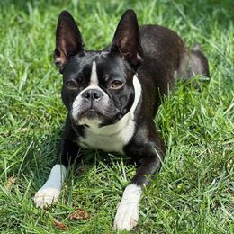 Laney - Boston Terrier