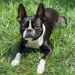 Laney - Boston Terrier