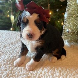 Girl 5 - female Bernedoodle puppy in Perrysville, Ohio from Pleasant Valley Bernedoodles