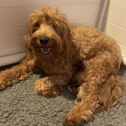 Bernedoodles and Goldendoodles from Fancy Farm Manor Doodles