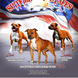 Staffordshire Bull Terrier All Grown Up from Spitfire 81 Staff's