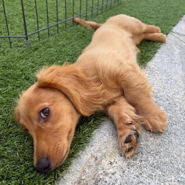 Oakley - Red male Dachshund puppy in Fontana, California from Oscar Meyer’s Weenies