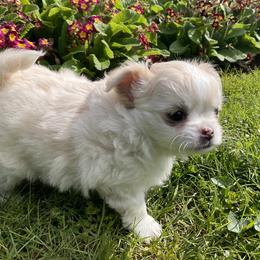 Doodles - Gold and white male Chihuahua puppy in Lewisberry, Pennsylvania from Knox Rock'n Chihuahuas