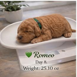 Romeo- Red Pure Poodle, Smaller Standard Poodle - Red  male Poodle puppy in Sacramento, California from Robinsnest Poodles