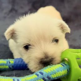Finnigan (Lou)- Orange - White male West Highland White Terrier puppy in Toronto, Ohio from Shekinah’s Mi-Kis & Cricket Hill’s Westies