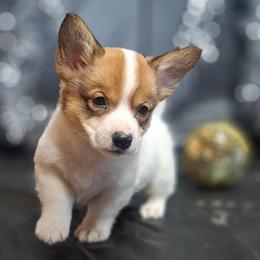Cheeto - Sable and white female American Corgi puppy in Gouverneur, New York from St. Lawrence Corgis