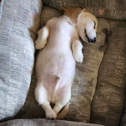 Dachshund Puppies from Davinner's Doxies