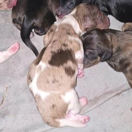 Chocolate dapple piebald - Chocolate male Dachshund puppy in Port Charlotte, Florida from Vicki's Dachshund Crossing