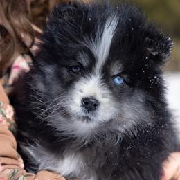 Captain - Black and white male Pomsky puppy in Meredith, New Hampshire from New World Pomskies