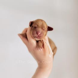 Peach Girl - Caramel female Australian Labradoodle puppy in Syracuse, Indiana from The Doodle Cove