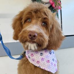 Moana - Goldendoodle