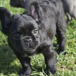 French Bulldogs from Hooties Cuties