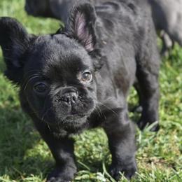 French Bulldogs from Hooties Cuties