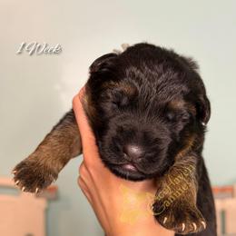 Peri - Black and red male German Shepherd puppy in Orlando, Florida from AceHaven Canines