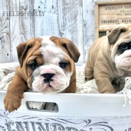 Bulldog Puppies from Fields’ Folly