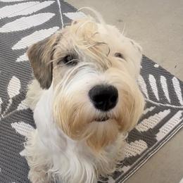Sealyham Terrier puppies from Cadoria Sealyhams