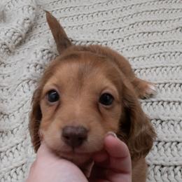 Dachshund Puppies from Golden Creek Farm