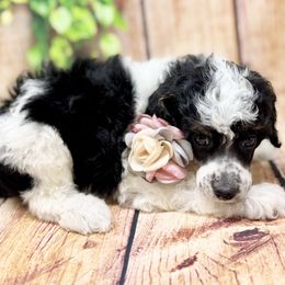 Morticia - Phantom female Poodle puppy in Billings, Montana from Montanas Beartooth Doodles