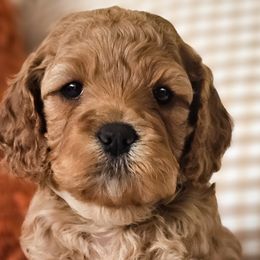 Australian Labradoodles, Cockapoos, Goldendoodles, and Labradoodles from Dessie's Doodles