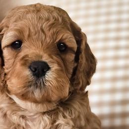 Australian Labradoodles, Cockapoos, Goldendoodles, and Labradoodles from Dessie's Doodles