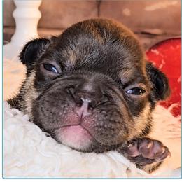 Boy 3 - Tricolors male French Bulldog puppy in Elberton, Georgia from Ioney's Southern Paws Shelties, Frenchies, and Yorkies