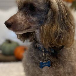 Cockapoos, Goldendoodles, and Poodles from Mason Farmhouse Poodles, Doodles & Poos (Breeding & Stud Services)