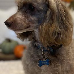 Cockapoos, Goldendoodles, and Poodles from Mason Farmhouse Poodles, Doodles & Poos (Breeding & Stud Services)
