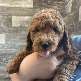 Duke - Red  male Poodle puppy in Osseo, Michigan from Paws in the Country
