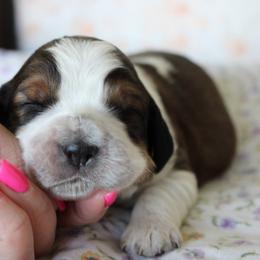 Bluebell - Tri-Roan female English Springer Spaniel puppy in Winfield, Tennessee from Murphy Farms and Springers