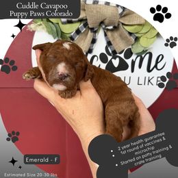 Emerald - Red female Cavapoo puppy in Fort Lupton, Colorado from Puppy Paws Colorado