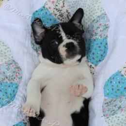 Beagle and Boston Terrier Puppies from Marti Acres ~ Boston Terrier & Beagles