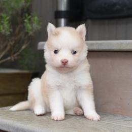 Mozzarella Cheese - Merle male Pomsky puppy in Coos Bay, Oregon from Ocean View Pomskies