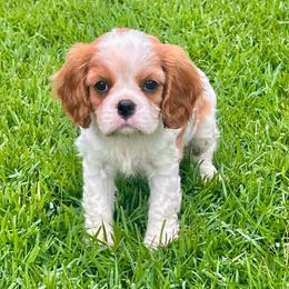Carrie - Blenheim female Cavalier King Charles Spaniel puppy in Diberville, Mississippi from Sophie’s AKC Cavaliers