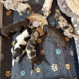 Dachshund Puppies from Collier Dachshunds