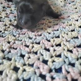 Companion Cross, Pomeranian, and Sheepadoodle Puppies from Fluffy Wonders Poms and Doodles