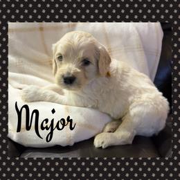 Major - Cream male Goldendoodle puppy in Ankeny, Iowa from Iowadoodles2love