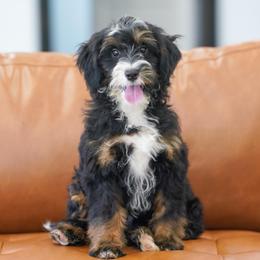 Sassy - Tri-color female Bernedoodle puppy in Dundee, Ohio from Down Home Doodle