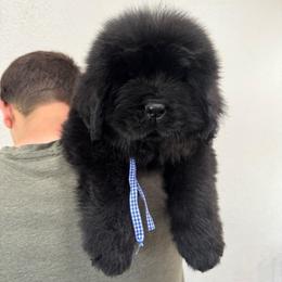 Blue boy - Black male Newfoundland puppy in Nevis, Minnesota from Faithful Acres Newfs