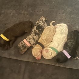 Cockapoo puppies from Saddle Mountain Doodles