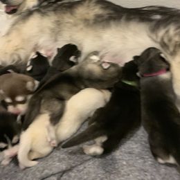 Alaskan Husky Puppies from Elite Therapy Pups