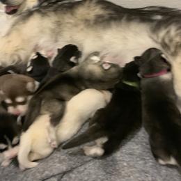 Alaskan Husky Puppies from Elite Therapy Pups