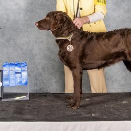 Chesapeake Bay Retrievers and Weimaraners from Ball Bluff Kennel