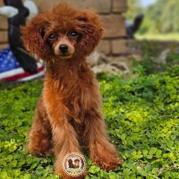 Viviana - Red  female Poodle puppy in Salem, Missouri from Meadowbrook Poodles