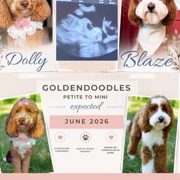 Goldendoodle puppies from Rolling Oak Doodles